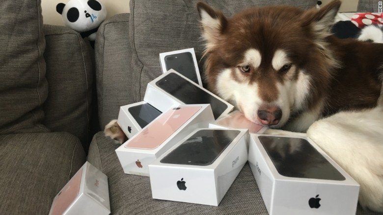Billionaire Son’s Dog Gets Its Fair Share of Eight iPhone 7 Phones