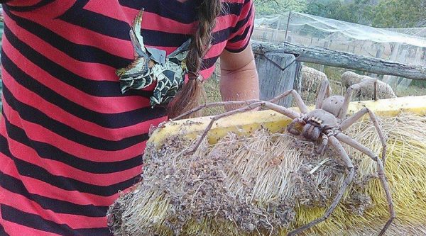 giant-spider-australia-charlotte