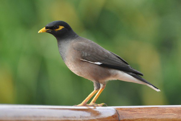 threat from exotic invasive bird species