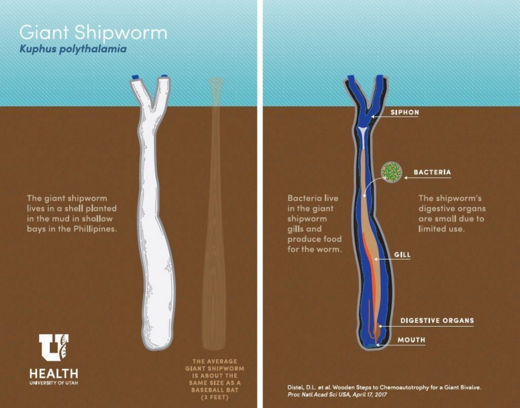 Giant Shipworm-1