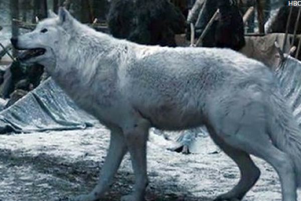 Game of Thrones news - Ghost dies